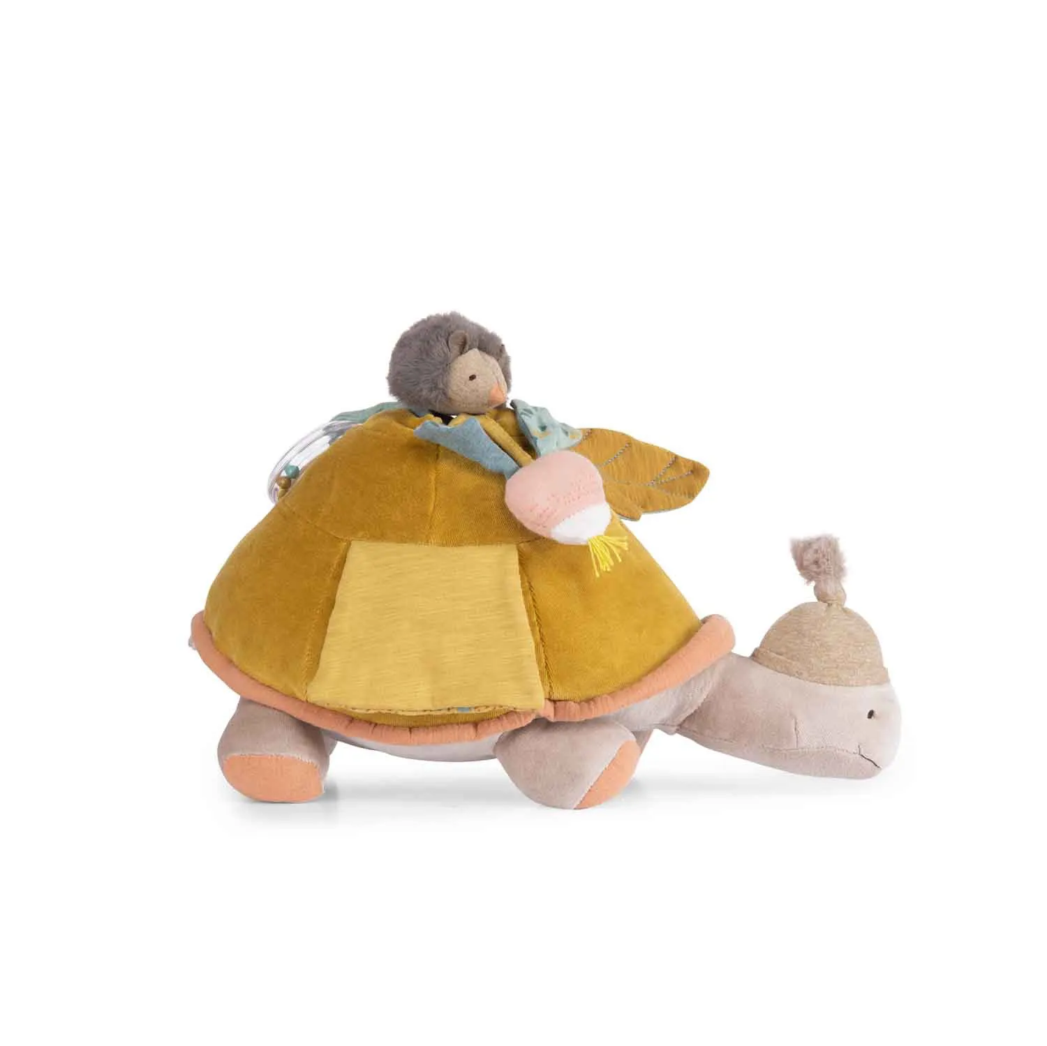 Tartaruga con riccio attività