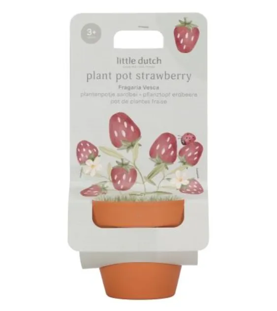 Vaso per piante con semi - Fragole